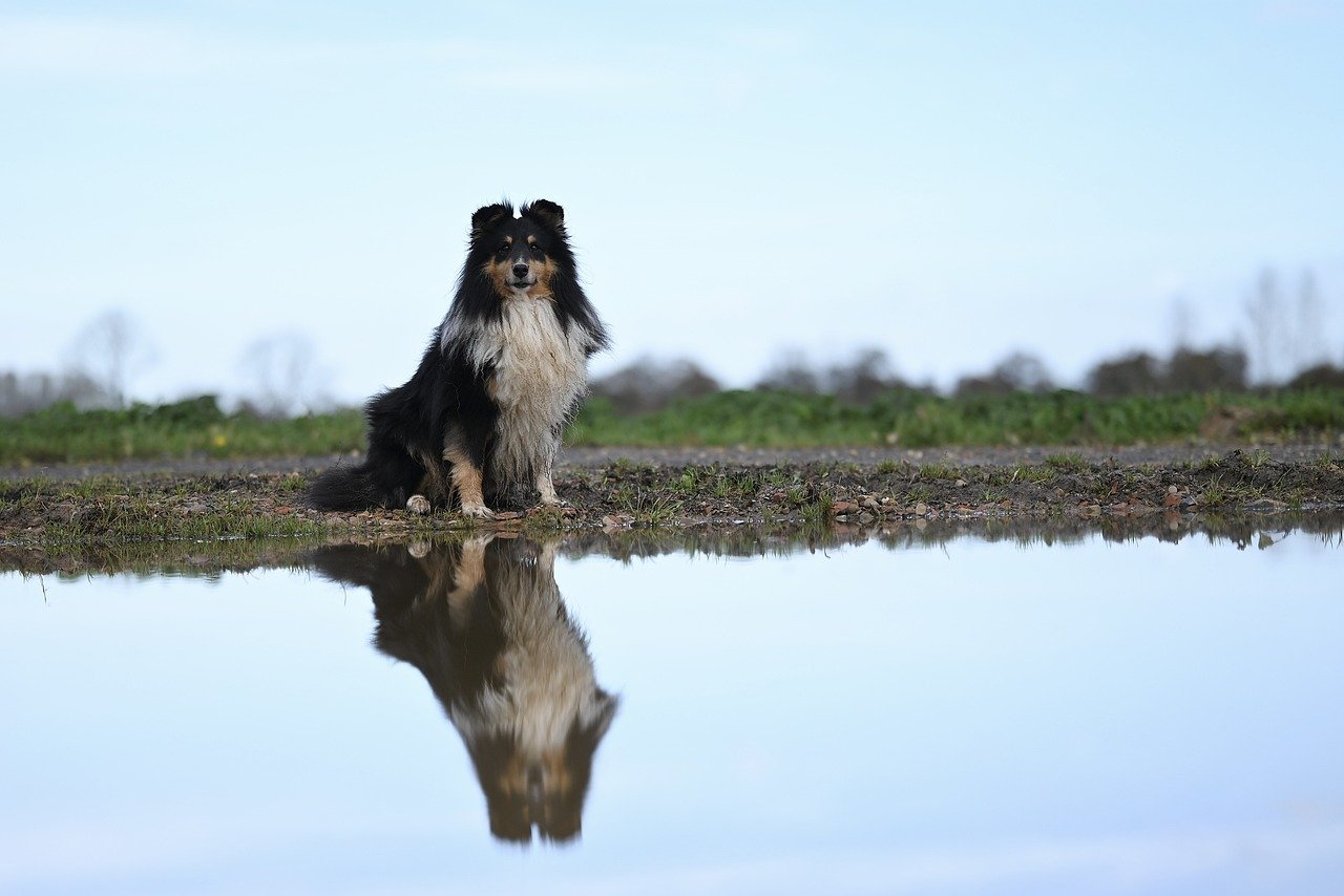 dog-8394414_1280.jpg